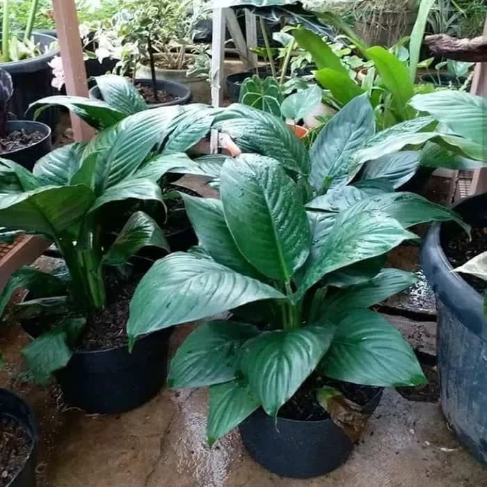tanaman hias indoor spathiphyllum muana loa giant - peace lily giant