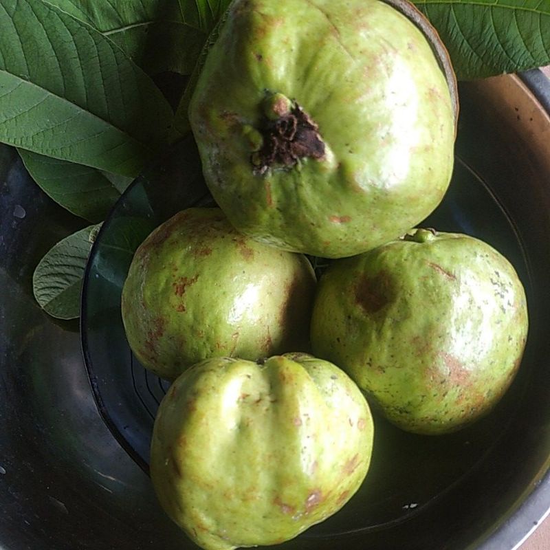 

Buah Jambu Kristal kilogram