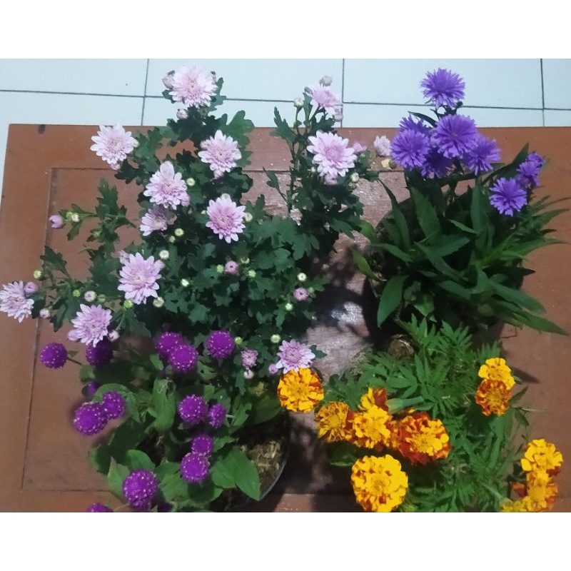 PAKET HEMAT 4 POT TANAMAN BERBUNGA MARIGOLD, KRISAN SERUNI ASTER, UNTER, MAHRRIT COD BISA BAYAR DITEMPAT BONUS POT