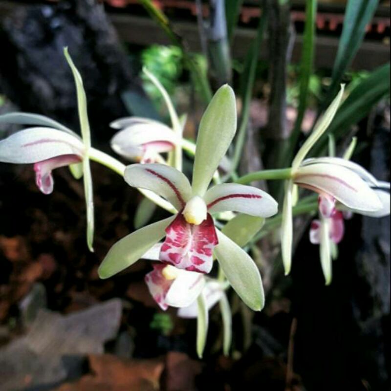 Cimbidium Lancifolium (anggrek tanah wangi)