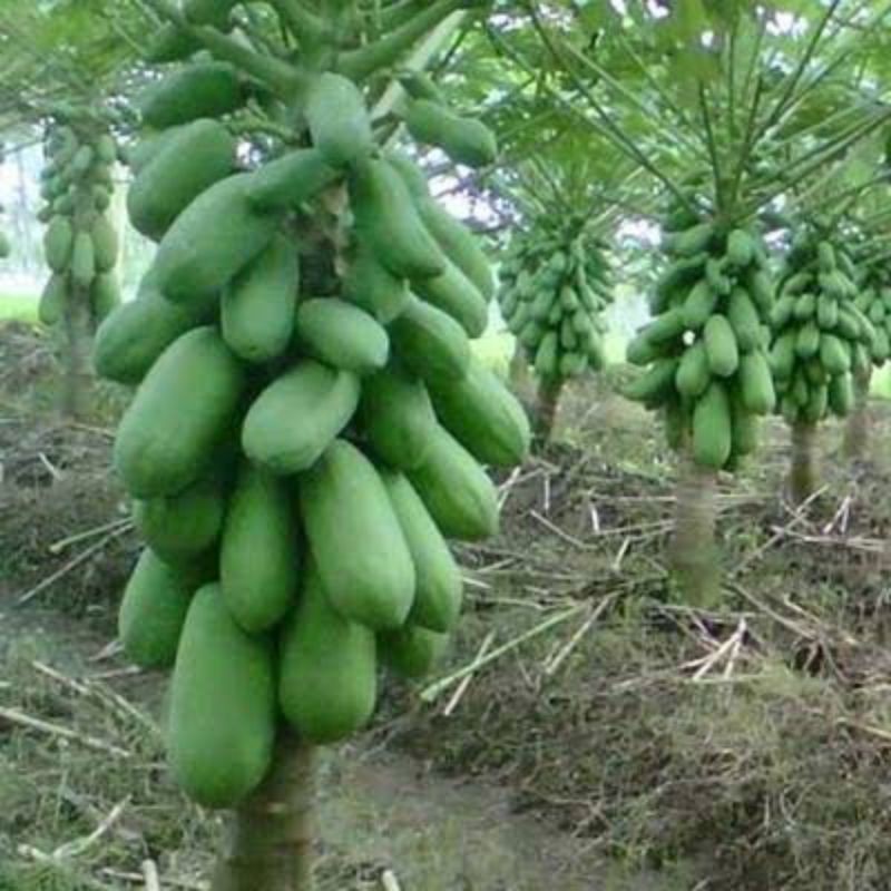 

Paket hemat Pepaya california