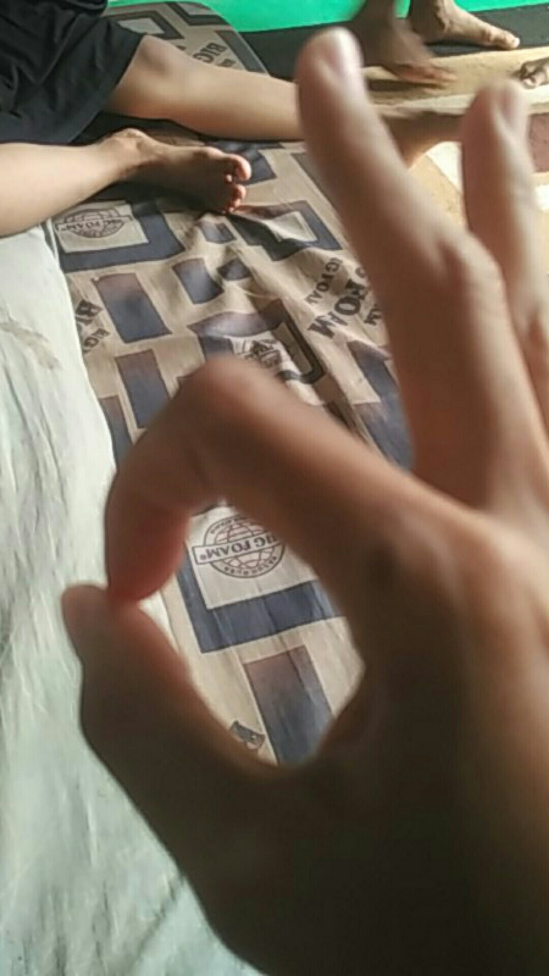 Bibit Alpukat Mentega