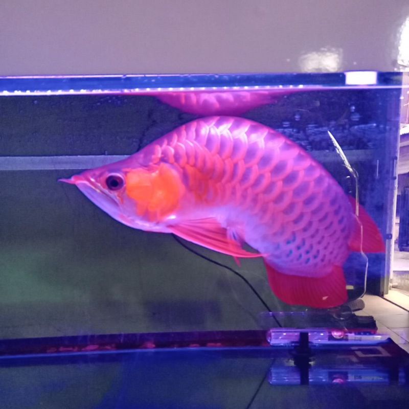 ikan arwana super red kalimantan
