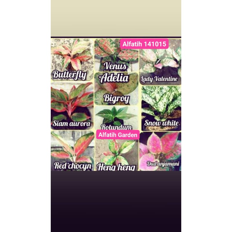 PROMO// Paket 10 jenis aglonema-Tanaman hias-Tanaman hias paket 10 jenis aglonema-Paket 10 aglonema