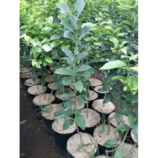 bibit buah lemon lokal