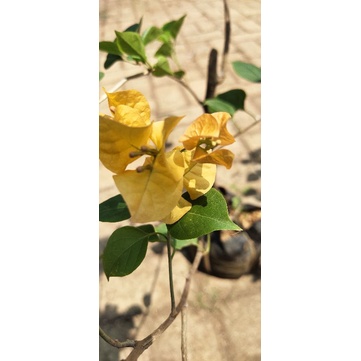 bougenville GOLDEN RUSH