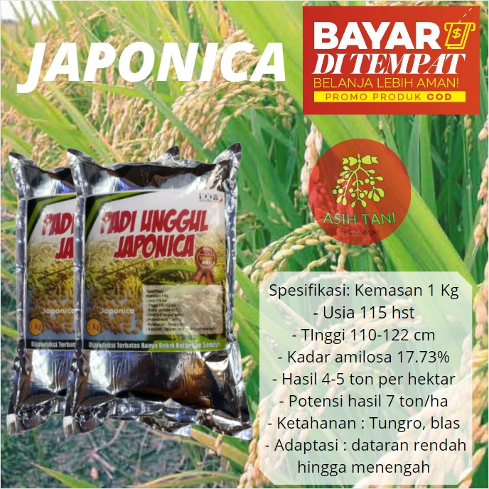 Benih Bibit Padi Jepang Japonica 1kg Berkualitas