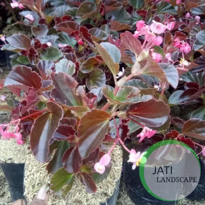 tanaman hias bunga begonia/tanaman pot gantung