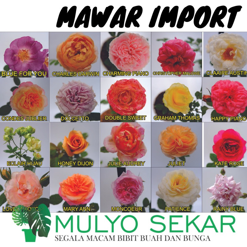 Bunga Mawar Import David Austin KATE ROSE Berbunga Wangi &amp; Bergaransi - Bunga Mawar Kate rose