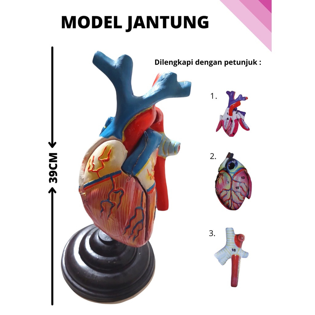 

Model Anatomi Manusia Bentuk Jantung - Alat Peraga IPA