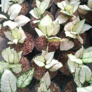 Aglaonema super white Shopee Indonesia