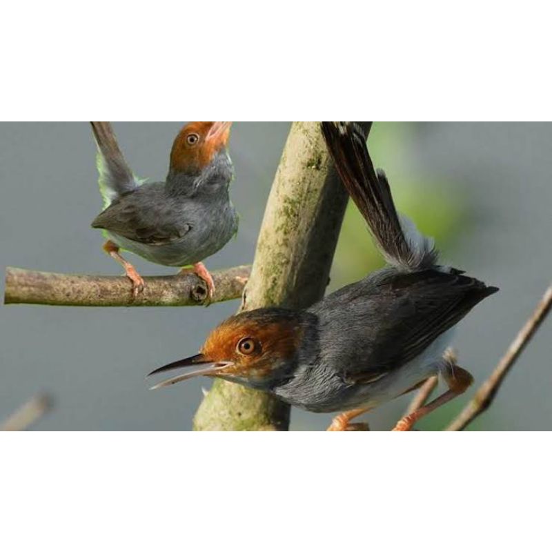 Burung Prenjak Atas, (Sepasang)