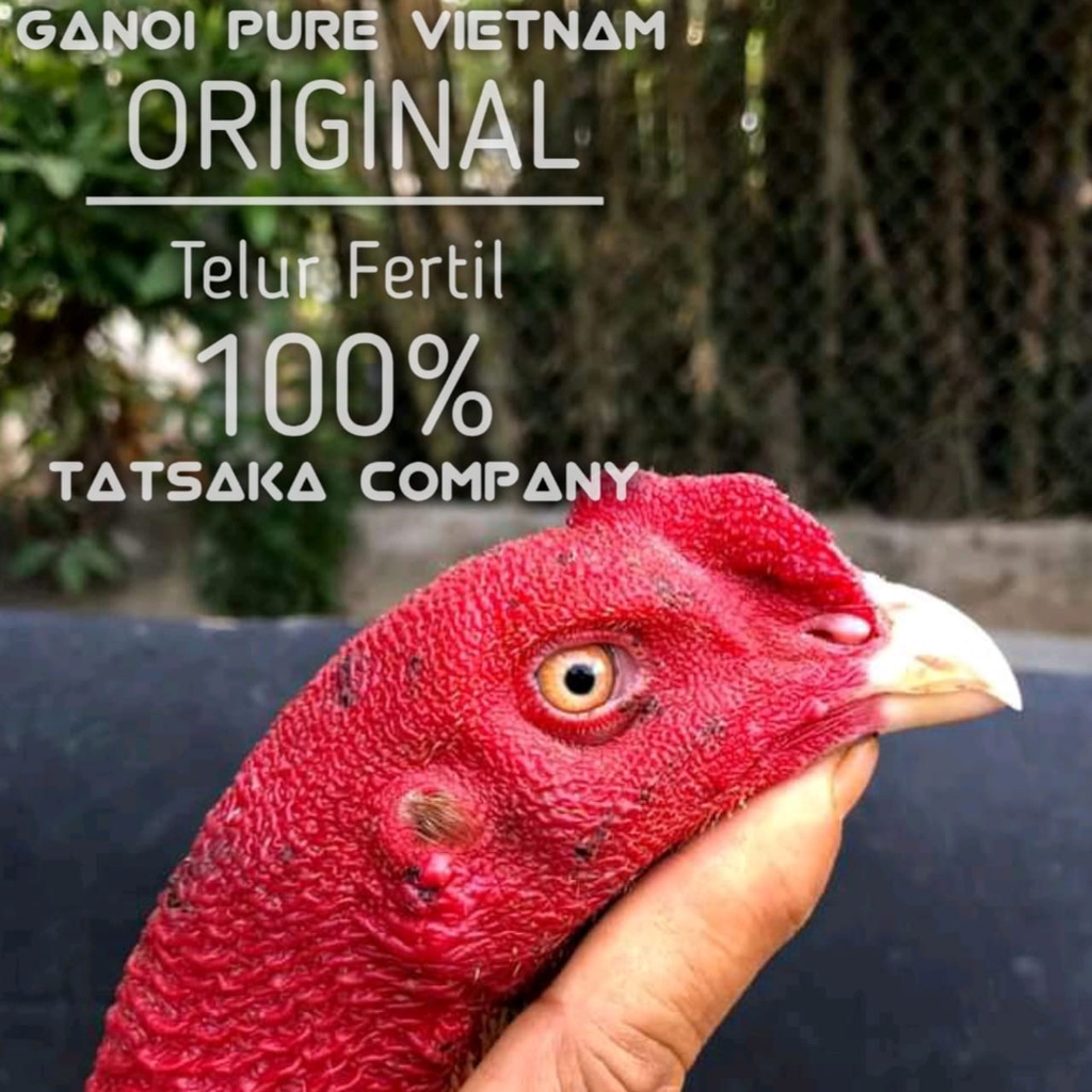 ayam bangkok ganoi vietnam asli telur fertil super mangon anti lock birma ori pakhoy brutal