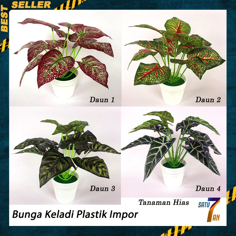 Harga Caladium Terbaik Oktober 2020 Shopee Indonesia