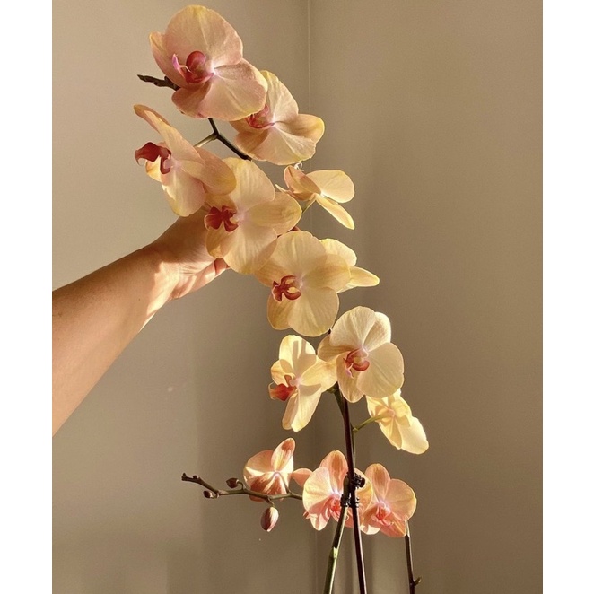 Seedling anggrek dendrobium phalaenopsis / Bunga Anggrek hidup/ Tanaman Hias Hidup /Bunga Hias Asli/