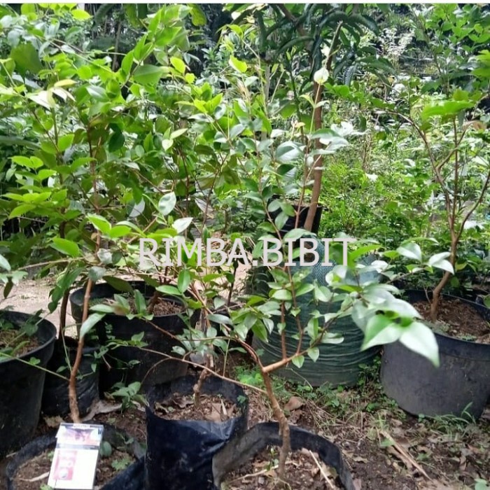 bibit buah anggur brazil /anggur preco siap berbuah