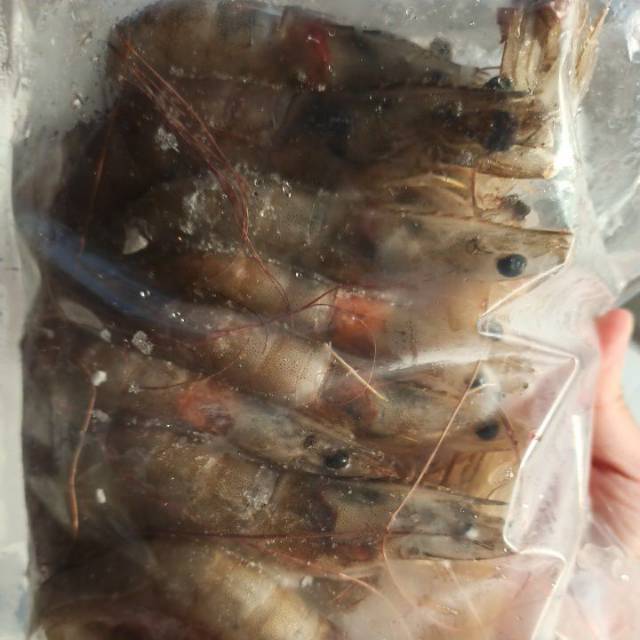 

Udang putih dari tambak