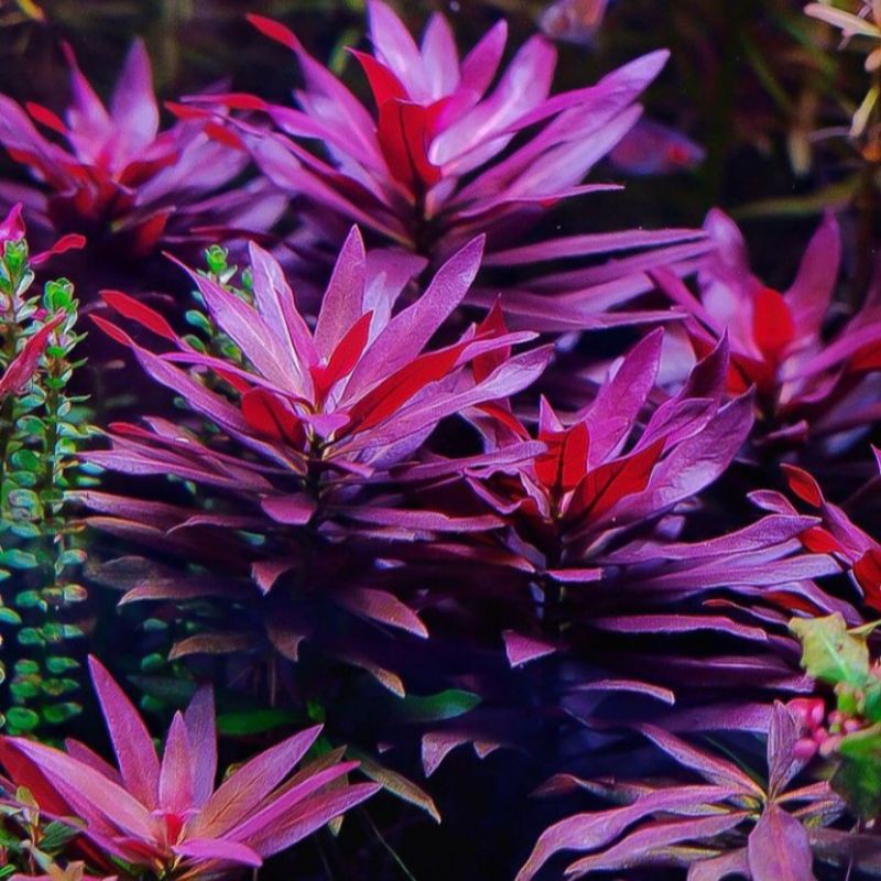 Ludwigia glandulosa