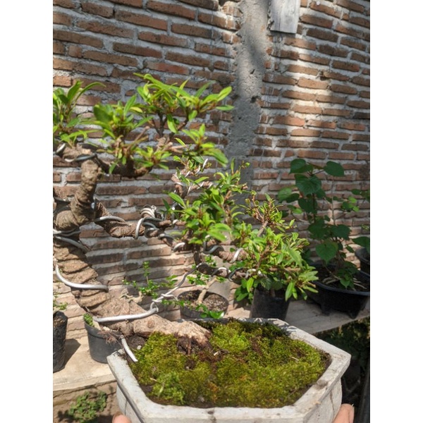 Realpict Bonsai siap pajang beringin CALIFORNIA