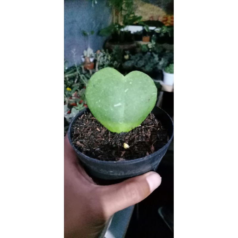 kaktus/SKULEN love hoya