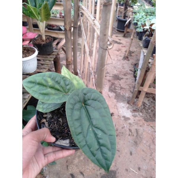 Bibit anthurium sirih