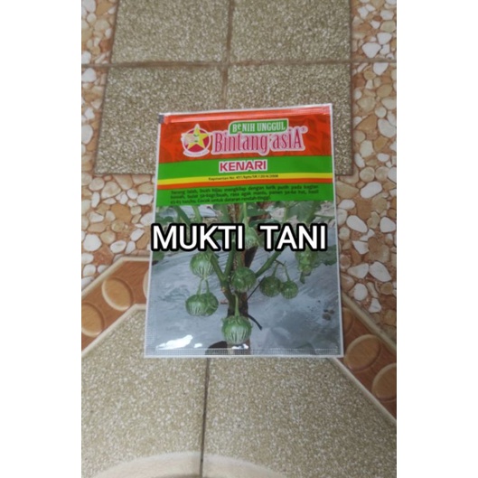 Benih Terong Hijau Bulat Kenari 10 gram | Bibit Terong Hijau Bulat benih citra asia | Bintang Asia