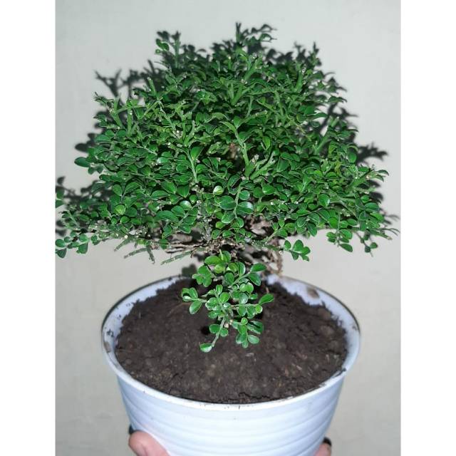 Bonsai Kemuning Super Micro (Bahan Bonsai Mame)