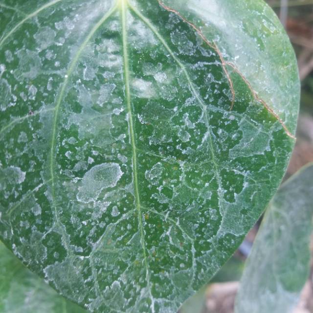 

DAUN SIRIH HIJAU
