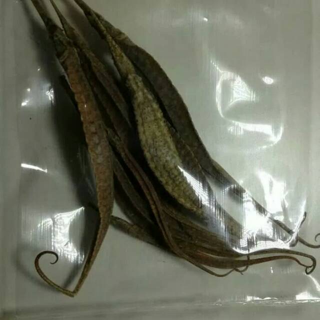 Ikan Naga Laut Kering Sea Dragon Penambah Vitalitas