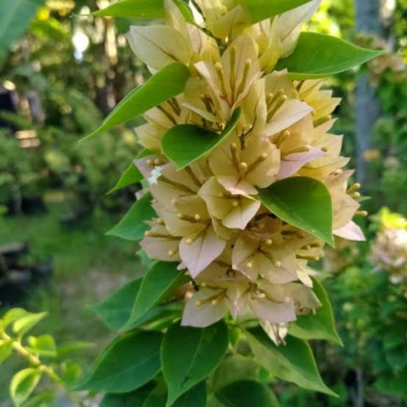 bibit bunga bugenvil singapore kuning dijamin ASLI sudah hidup bougenville bogenvil bunga kertas