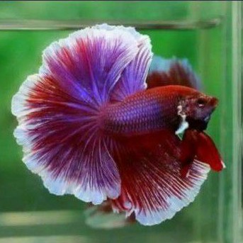 ikan cupang halfmoon lavender slayer rosetail mg red dragon salamander aquarium hias betta fish