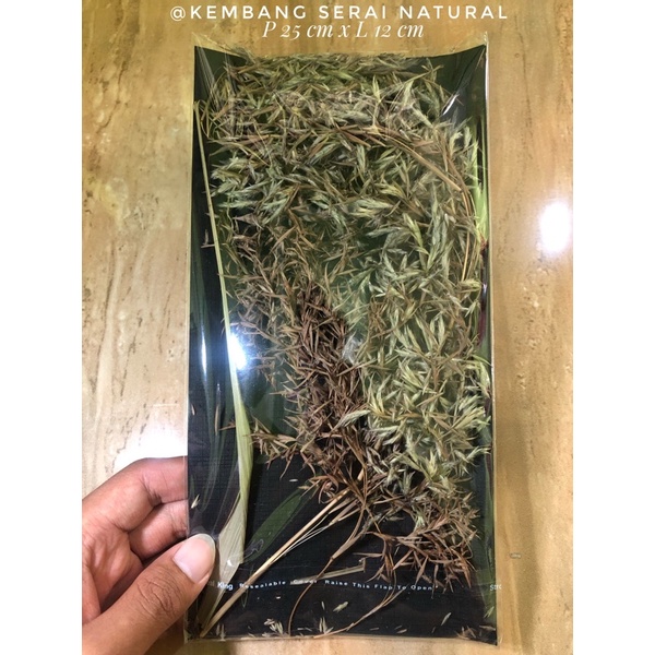 Kembang Sereh Langka atau Bunga Sereh Alami atau Kembang Serai 25 cm x 12 cm