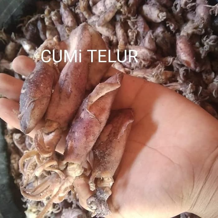 

Cumi Telur 500 Gram