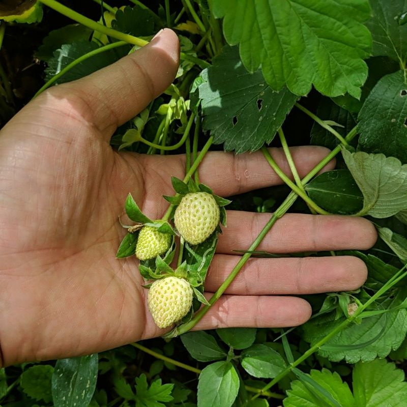 DIARY PETANI - Bibit Strawberry Kelly Bright Calibret Premium