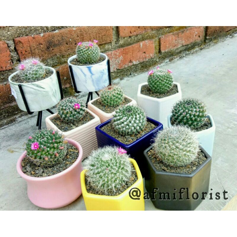 Kaktus import Mamilaria Ownroot