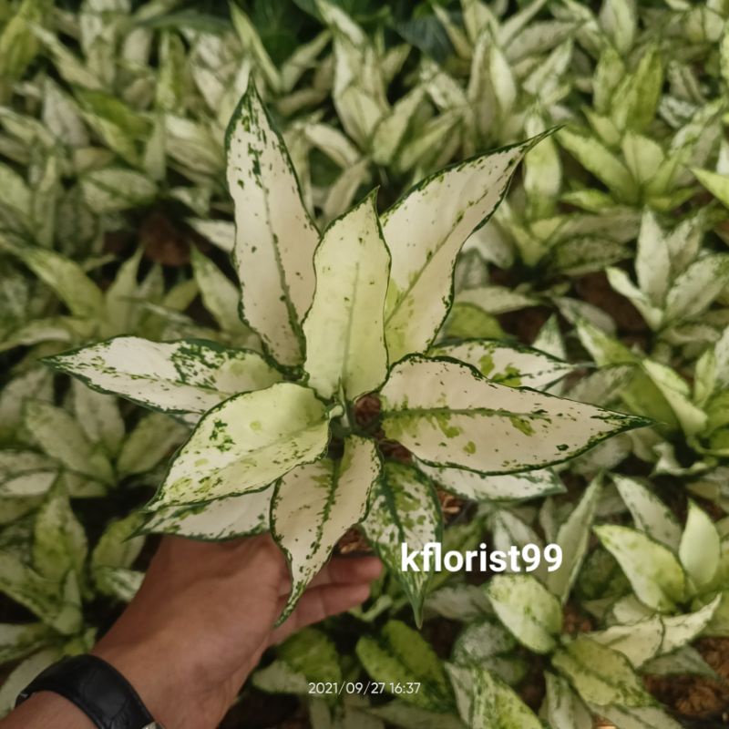 Aglaonema Siam Paragon Rimbun