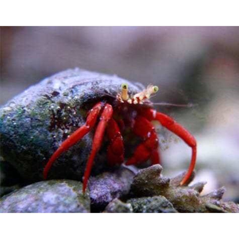 kelomang kaki merah ( cleaning crew / algae eater)