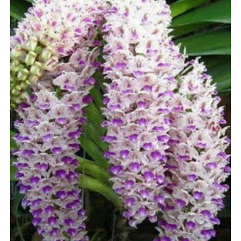 PROMO ANGGREK RICONTILIS RETUSA SPIKE
