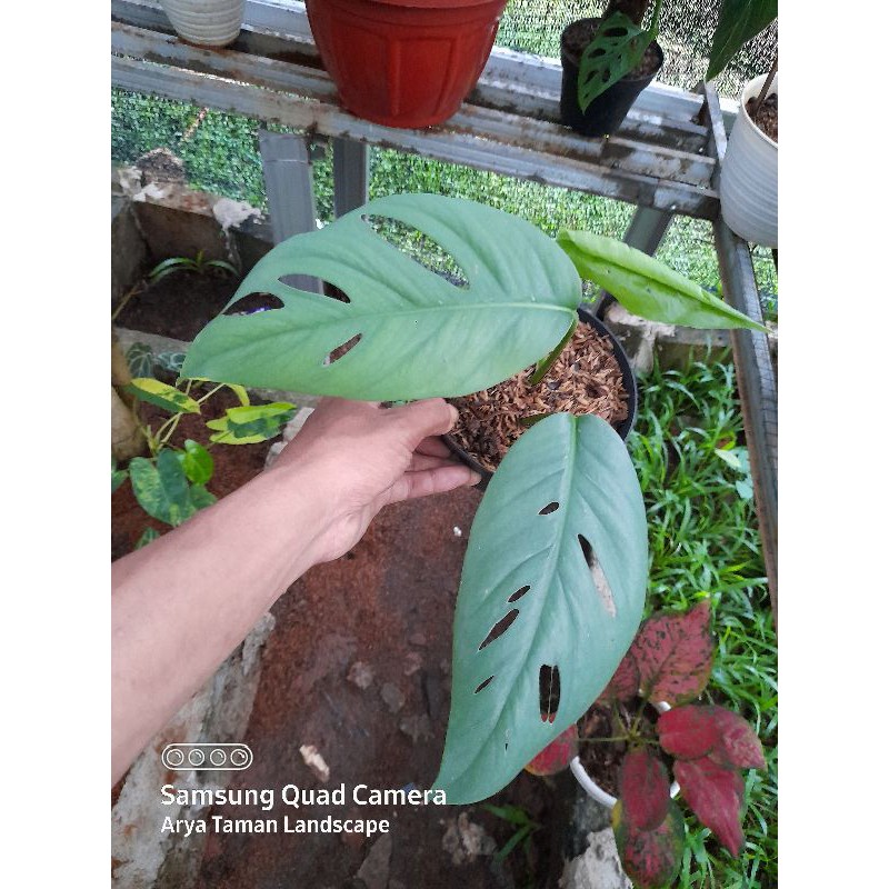 Tanaman hias philodendron cebu blue / epiprenum cebu blue murah