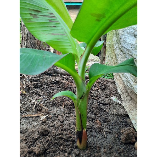 Bibit pisang cavendish fhia17