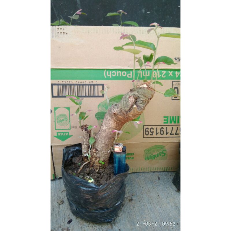 BAHAN HIDUP BAHAN BONSAI WALIKUKUN