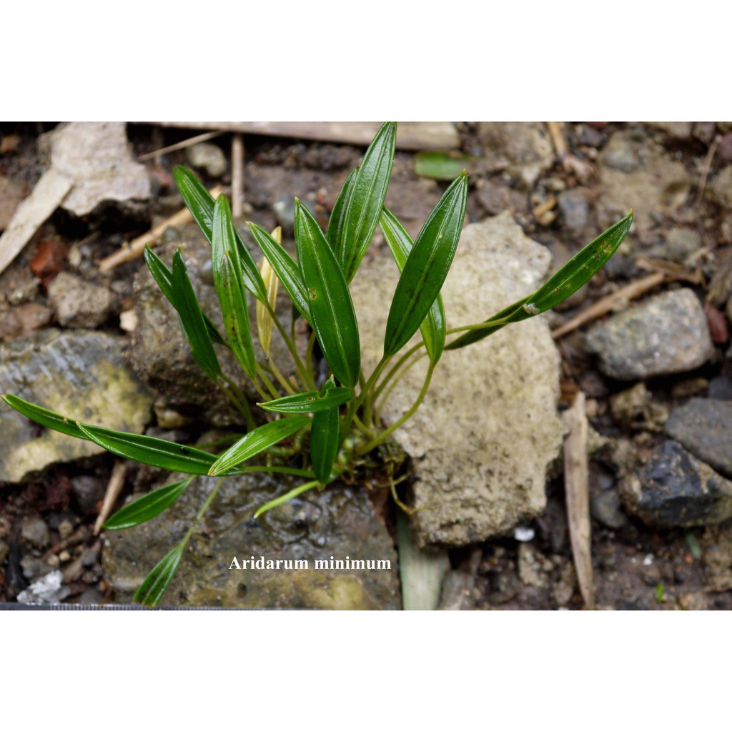 Tanaman Aridarum minimum