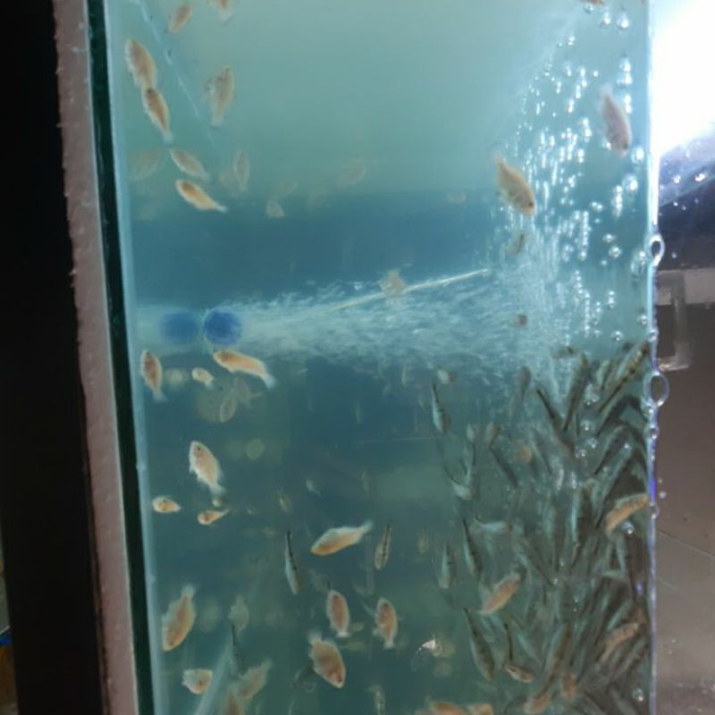 baby peacock bass pbass pibass mono 4cm+