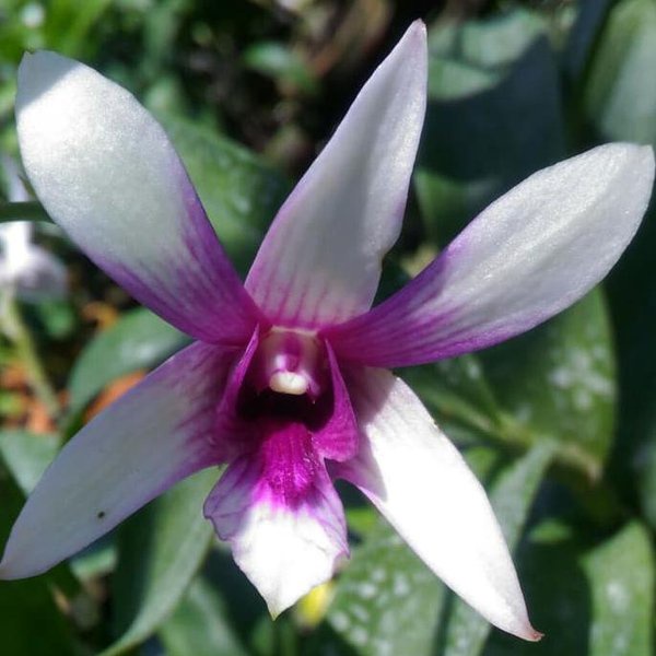 Dendrobium Caesar Sanan White