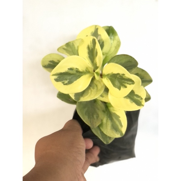 Peperomia Optusifolia / Dolar varigata tanaman hias