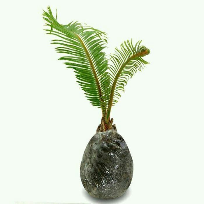 jual Tanaman Hias Palem Sikas - Mawar Jambe (Cycas Sp)