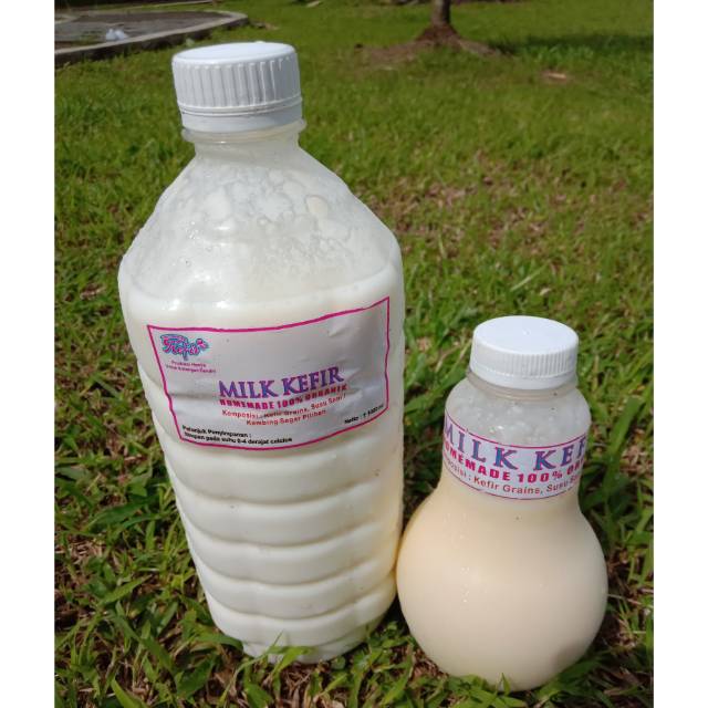 

Susu Kefir Sapi Kolostrum P1