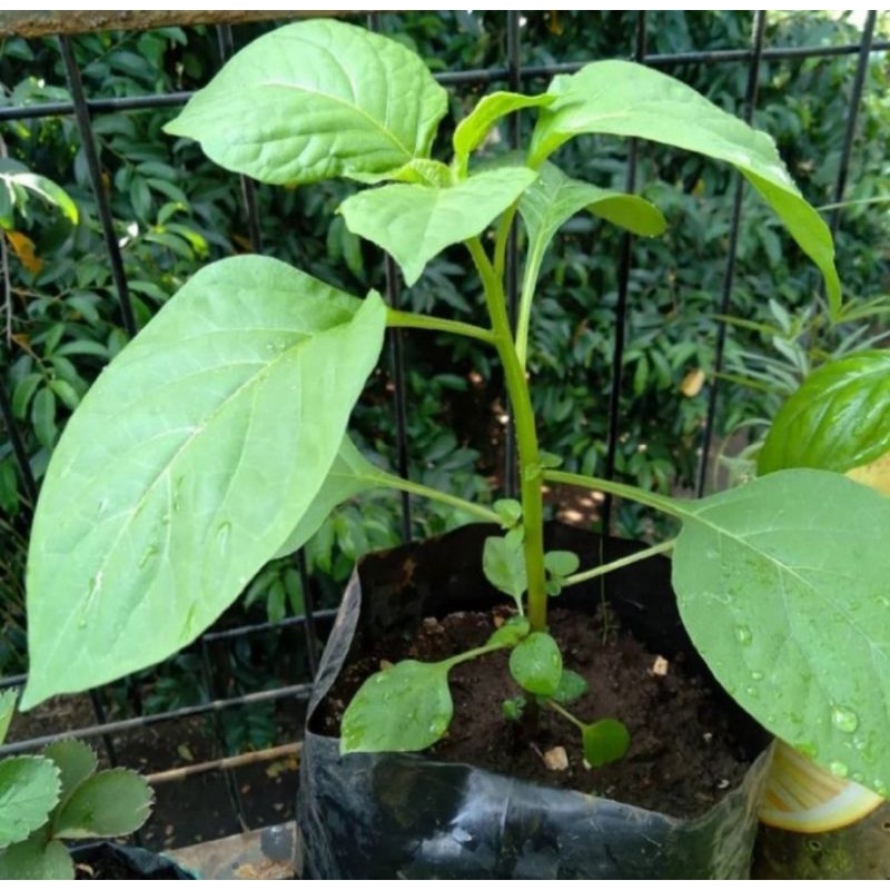 Bibit pohon leunca/Tanaman buah leunca buat lalapan