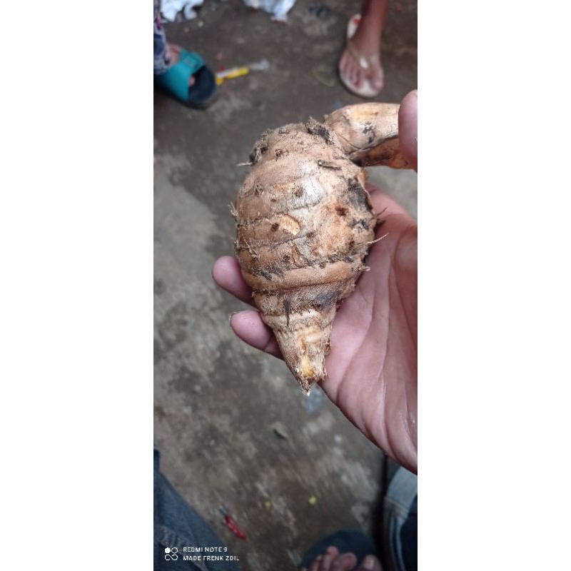 

temu lawak