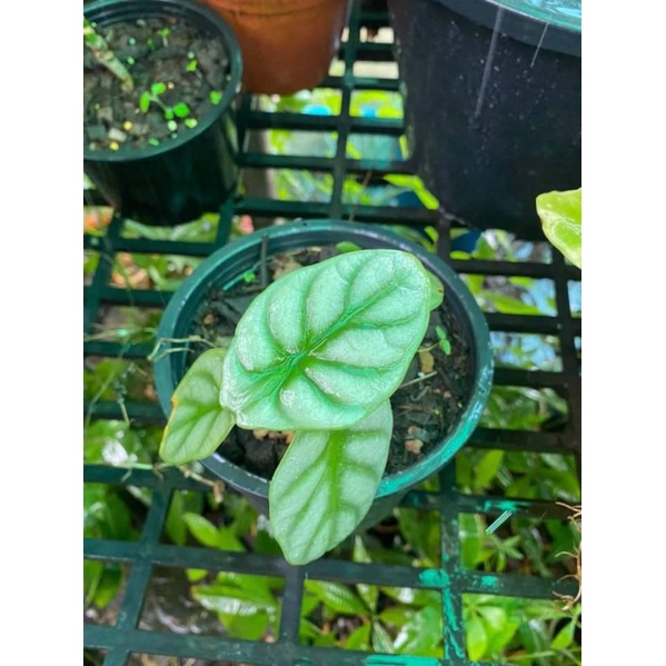 ID TANAMAN HIAS ALOCASIA DRAGON SILVER ANAKAN